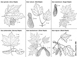 maple leaf vs oak leaf