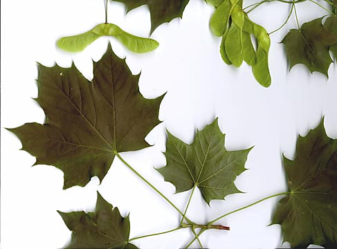 6 Types of Maple Trees You Might Find on Your Property