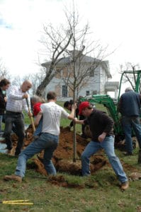 Planting a maple tree by the Old School in Waterford Loudoun County Virginia